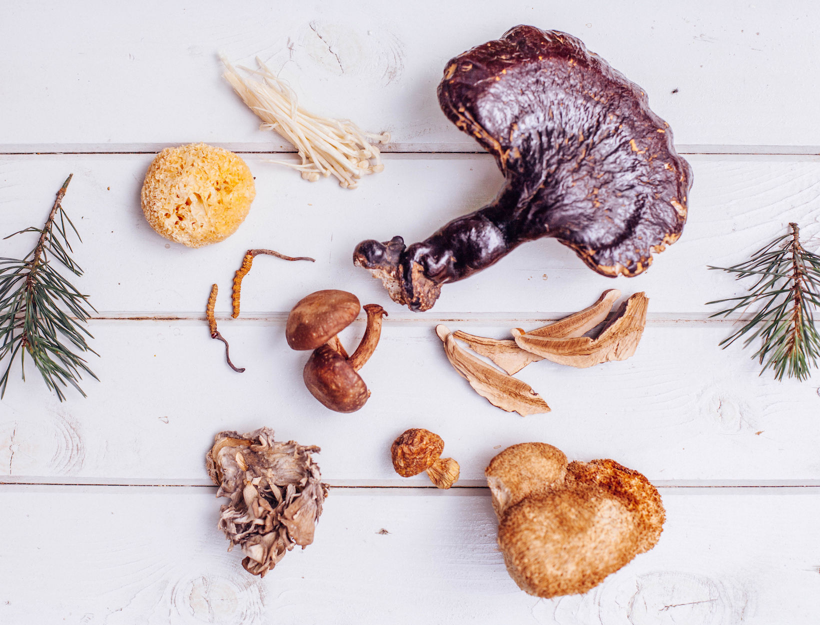 Exploring the Nutritional Potency of Mushrooms: 5 Best Varieties