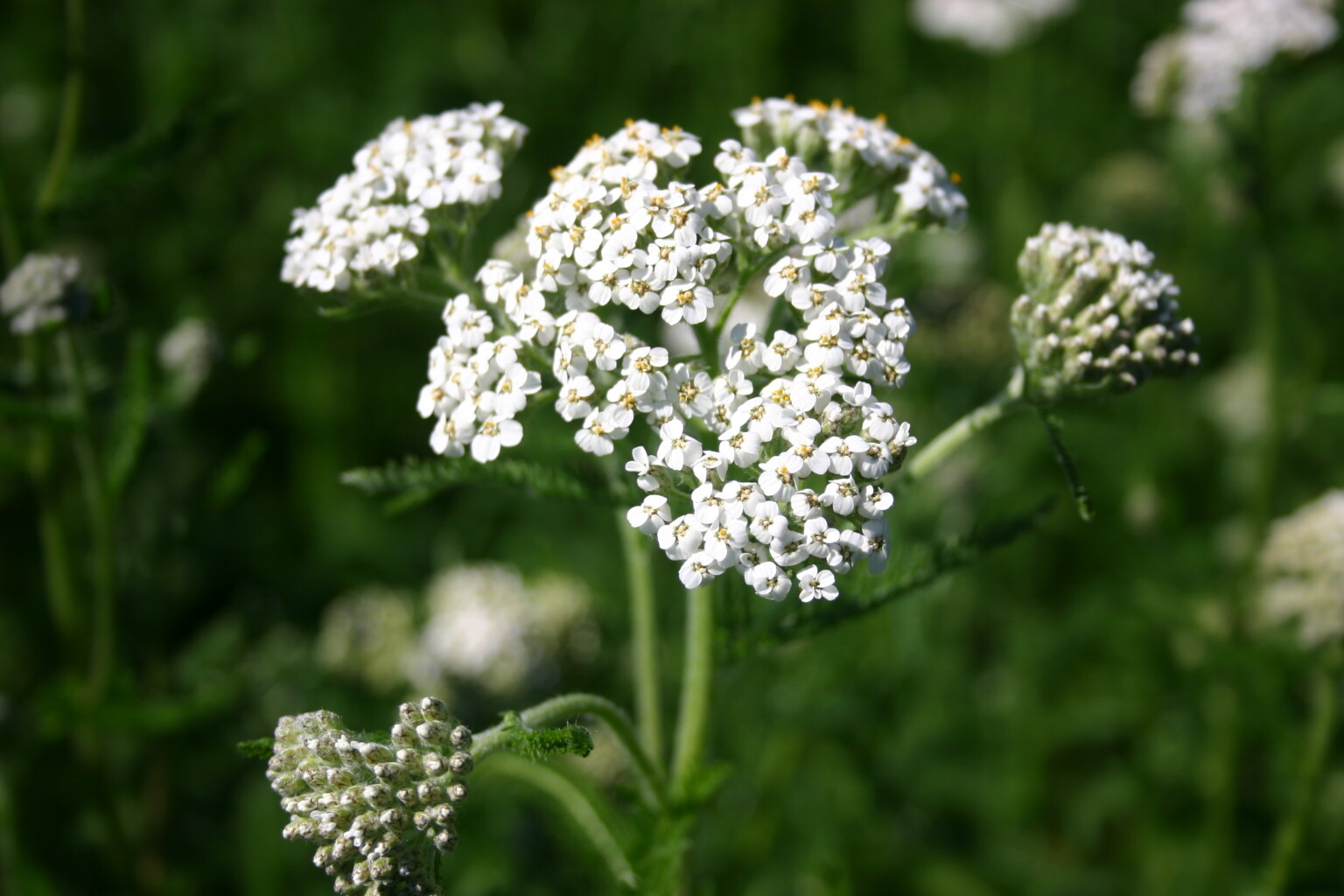 Why Yarrow Is a Must-Have Herb: Health Benefits and Medicinal Properties