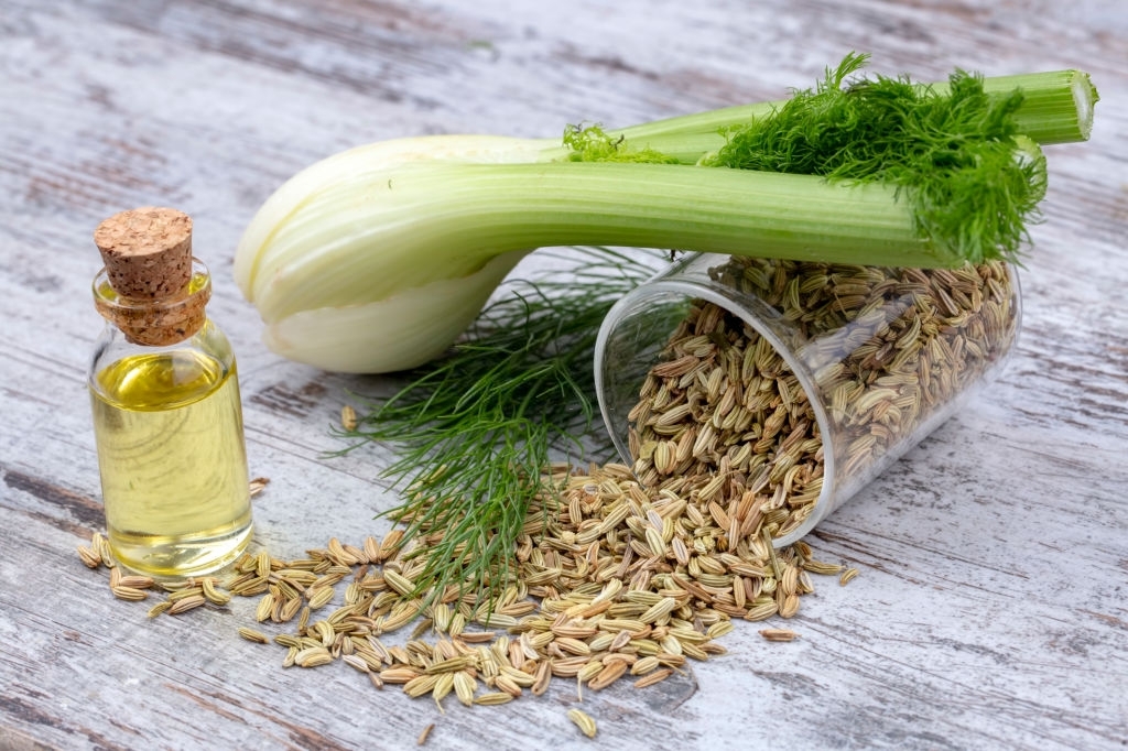 7 Medicinal Properties Of Fennel You Don’t Know About