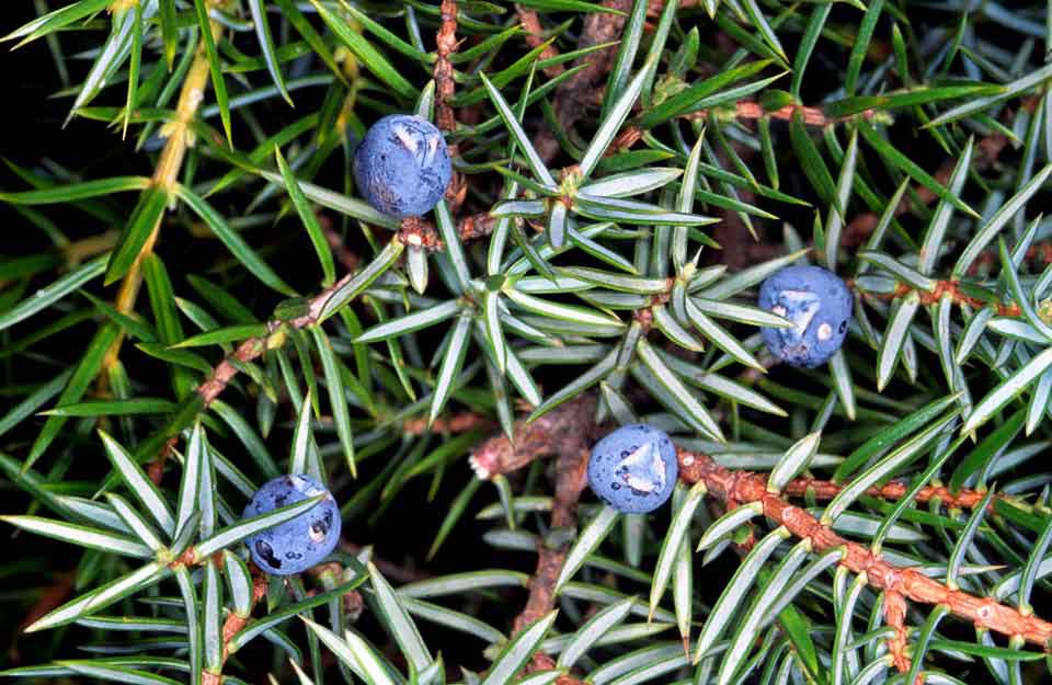 The Unknown Properties and Helpful Benefits of Juniper
