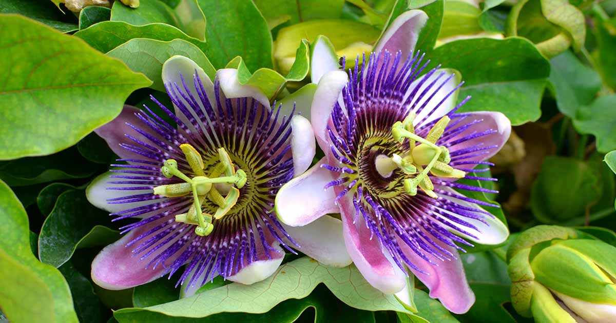 Passionflower