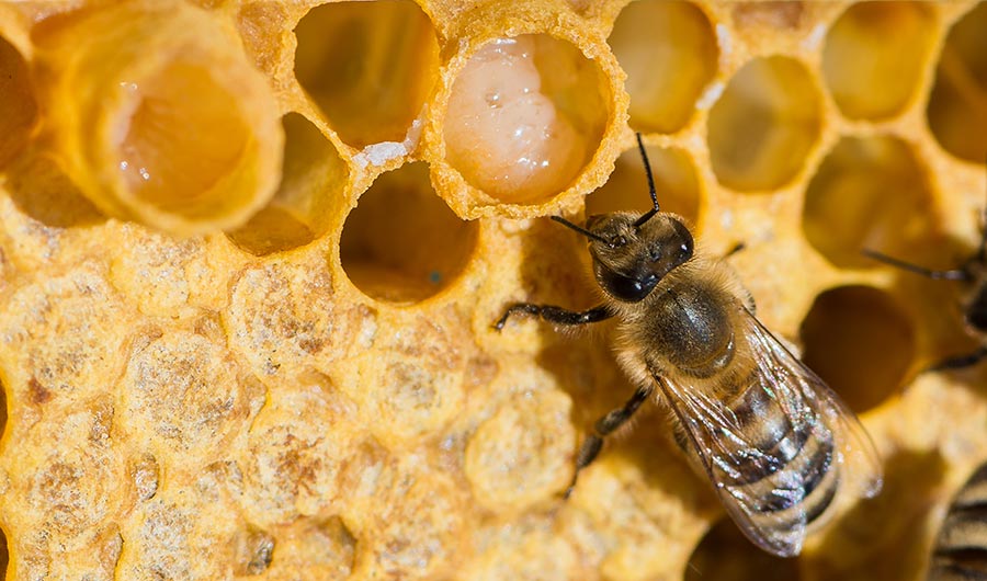 Unveiling The Best Medicinal Properties Of Royal Jelly