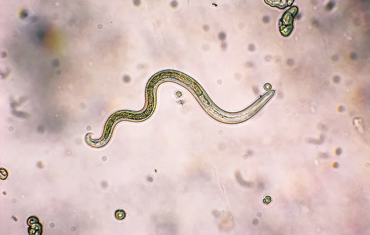5 Best Herbs To Fight Parasites And Get Healthier