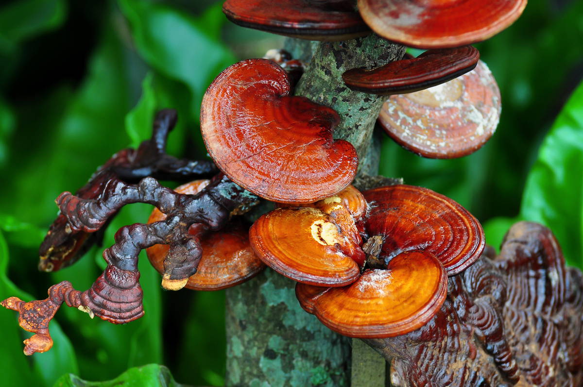 Reishi Mushrooms