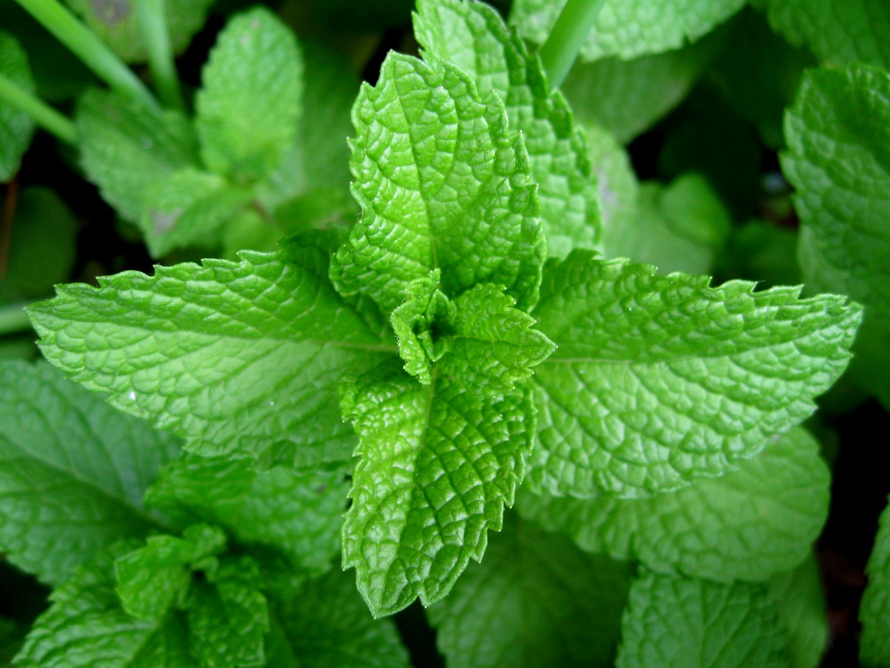Peppermint Power Unleashed: Boost Digestion and Energy Naturally