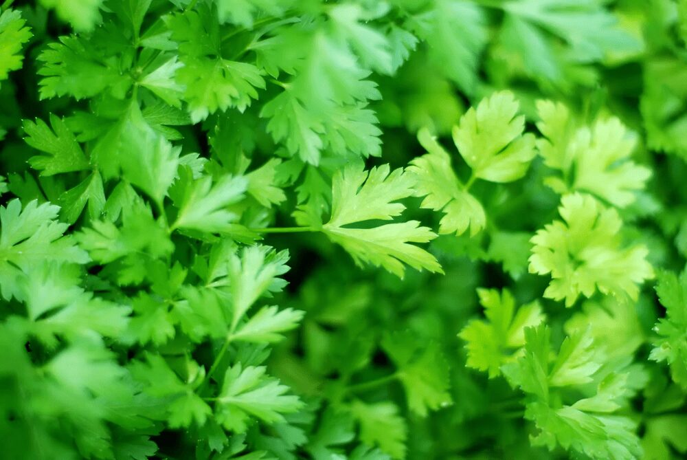 Exploring The Great Health Benefits And Properties Of Parsley