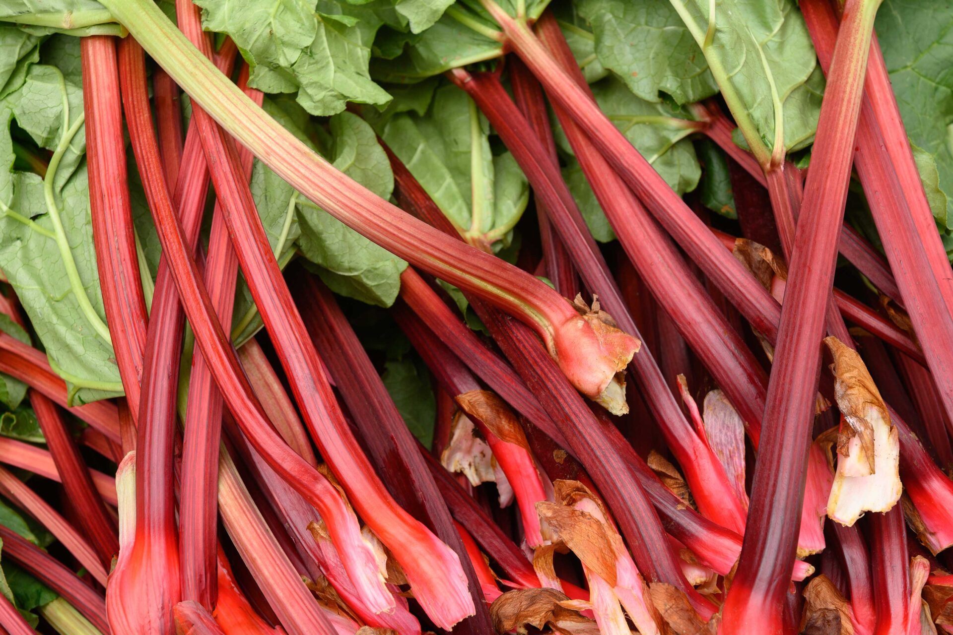 health benefits of rhubarb
