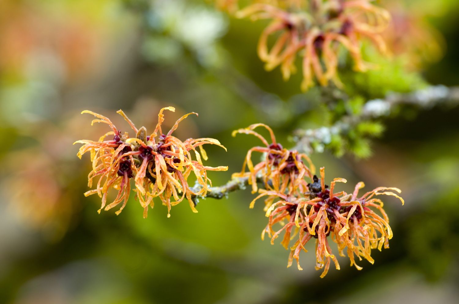 Witch Hazel Benefits: A Complete Guide to Nature’s Topic Secret