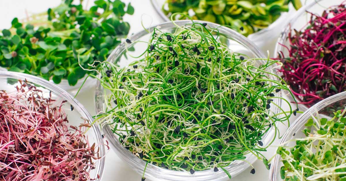What Are Microgreens? Benefits, Nutrition, and How to Use Them Daily