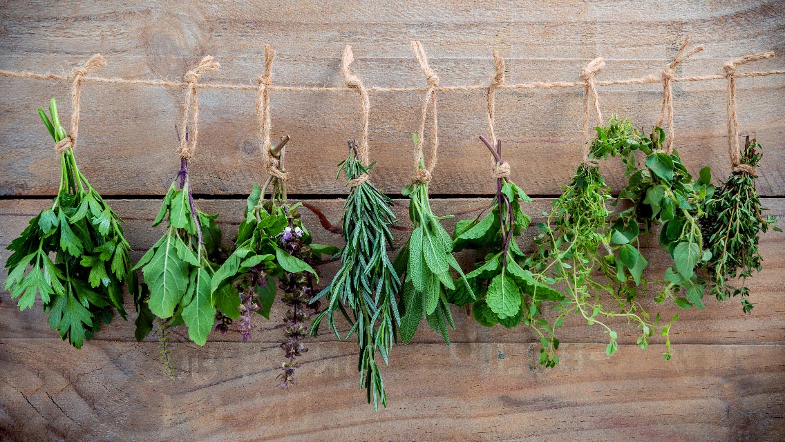 Overlooked Medicinal Herbs: The Forgotten Healers History Left Behind