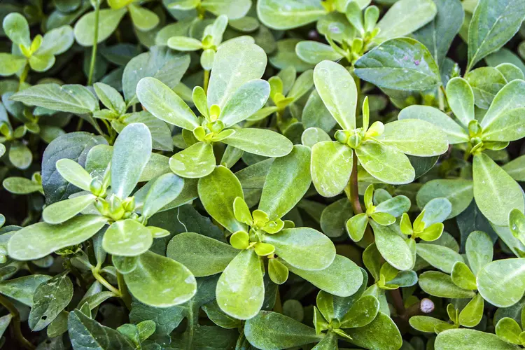 Purslane Benefits and Uses: Why This “Weed” Is a Nutritional Powerhouse