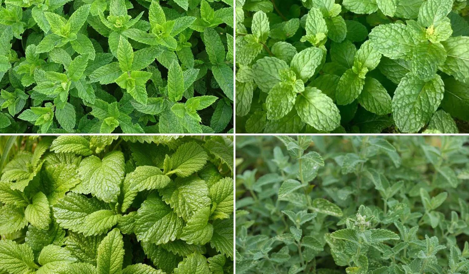 Types of Mint